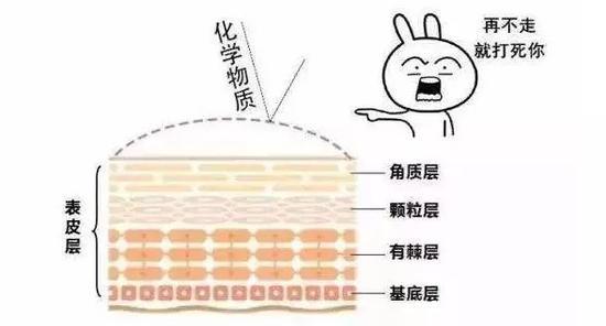 角质层