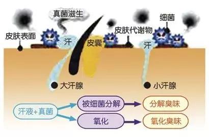 ▼腋臭产生的主要原因
