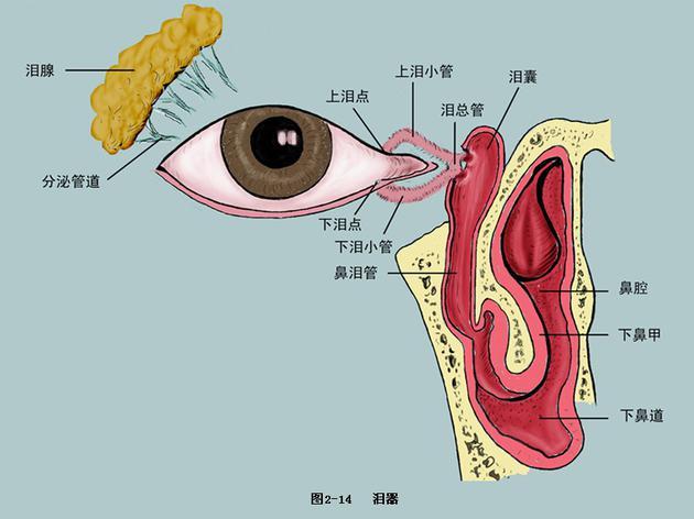 泪器系统