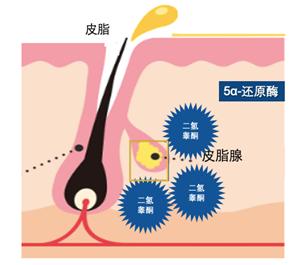 肌肤出油原理