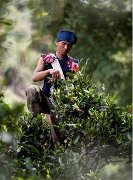 古树普洱有机茶叶均由当地少数民族纯手工采摘制作完成