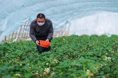 Agricultural production starts during early spring season in Nanjing