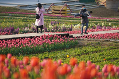 Flowers bloom amid spring breeze