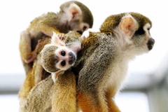 Squirrel monkey 'adopts' cub at Qingdao zoo