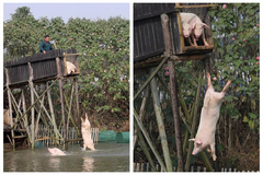 Man trains pigs to dive for tripling price