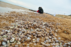 Clams spread along E China coast