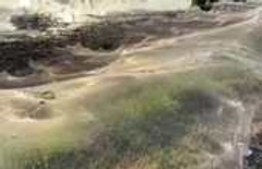 Huge spider web blankets bushland in Australia