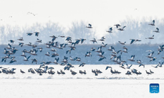 Migrant birds seen in Hohhot, Inner Mongolia