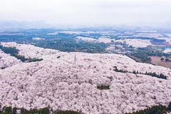 Scenery of cherry blossoms in Guian New District, SW China