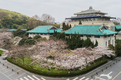 Wuhan university organizes ten-day live broadcast to show cherry blossoms in campus