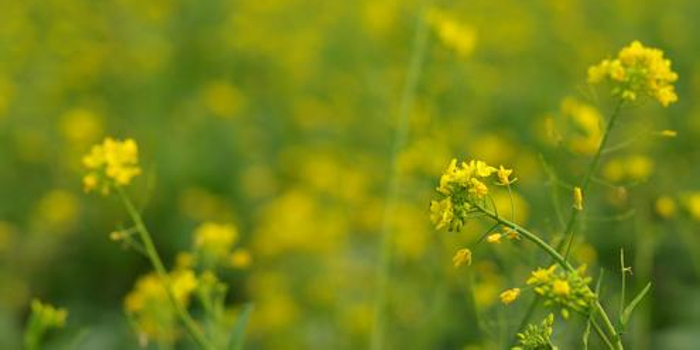 淮剧《菜籽花开》沪上飘香