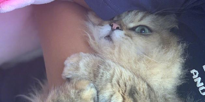 猫为什么特别爱蹭主人的手 w700h350z1l10t101c7.jpg