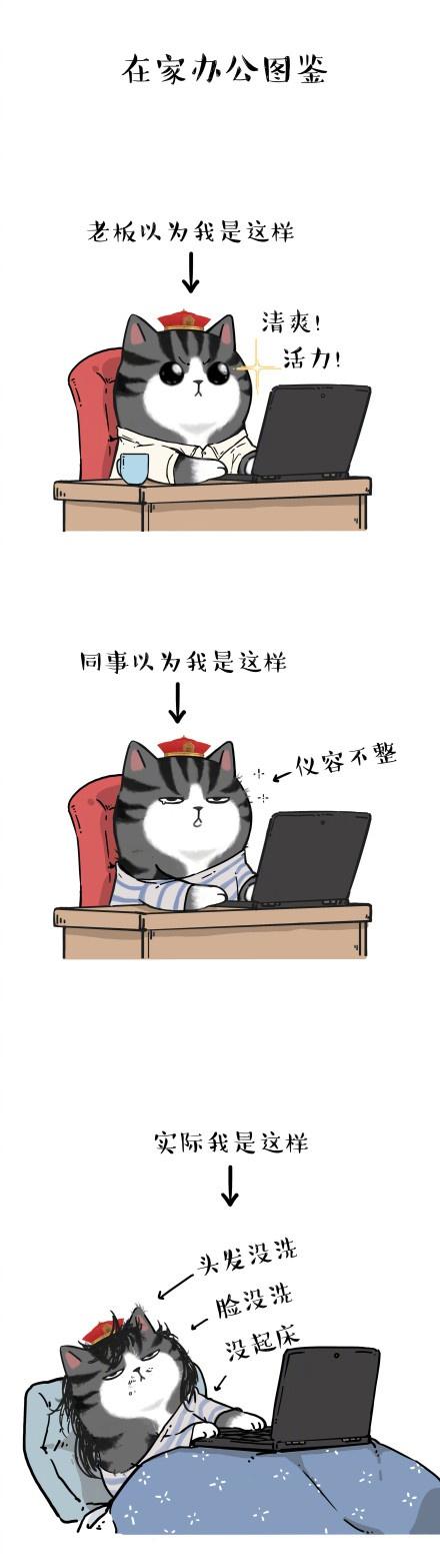 图片来自:@吾皇的白茶 微博