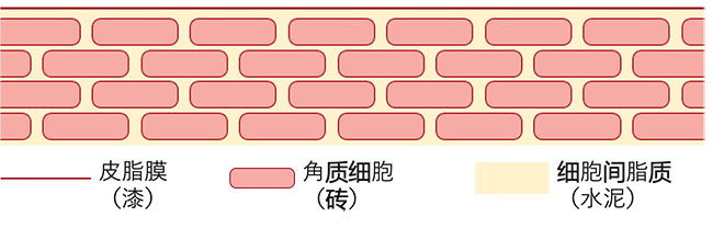 皮肤的天然卫士——肌肤屏障