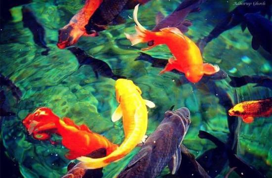 (图:@adhirup.ghosh)