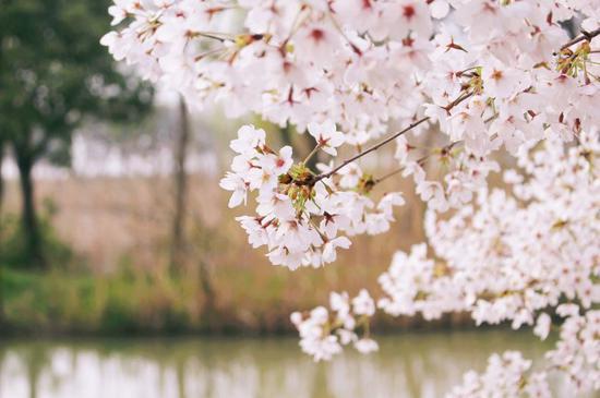 (图:@JEANNIE_XING)