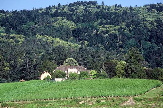 鸿布列什酒庄(Domaine Zind-Humbrecht)的列什的汉拿威园(Le Clos Windsbuhl de Hunawihr)(图片来源:www.zindhumbrecht.fr)