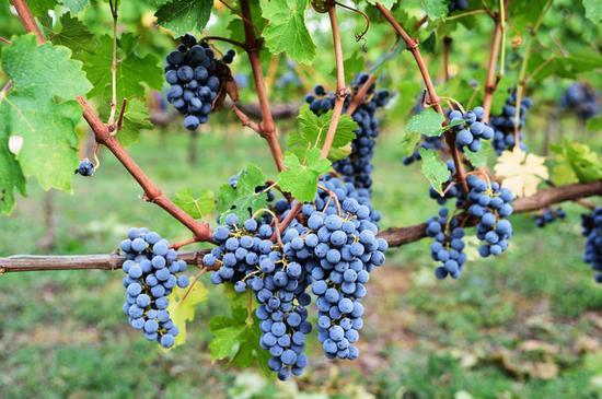 图片来源:www.chianti.com