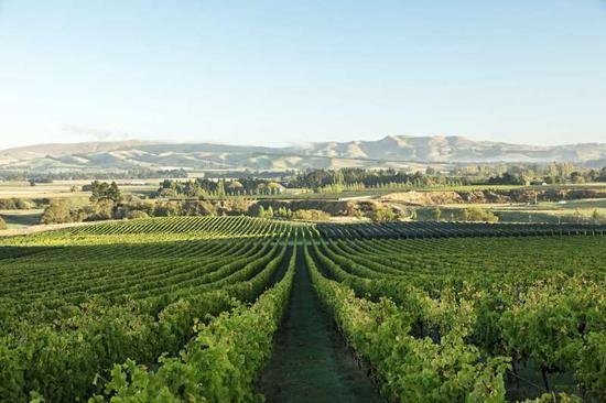图片来源:New Zealand Wine