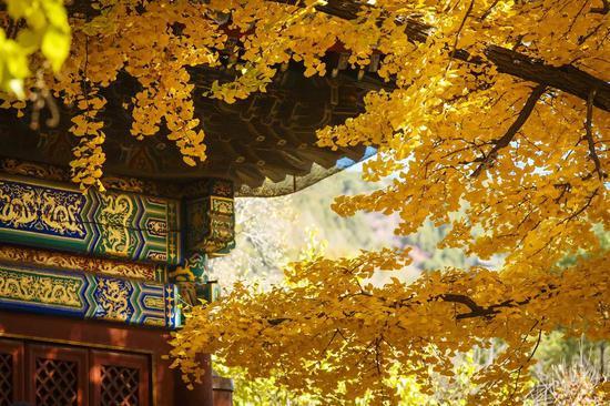 ▲图:@山道弯弯
