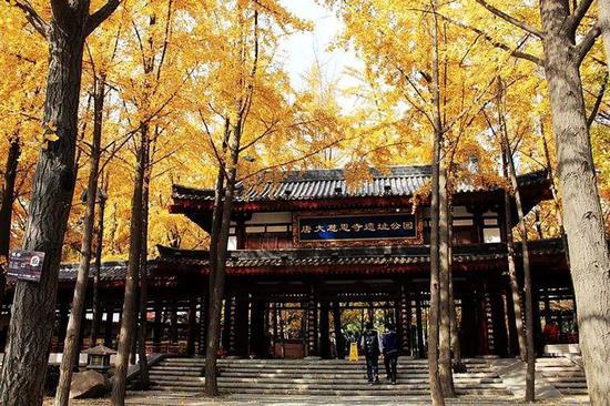 《中国国家地理》曾说:“秋雨梧桐叶落时”是对西安深秋最好的写照。