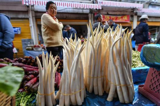 ▲ “亭亭玉立”的草芽。图/视觉中国