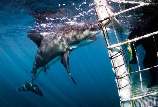 (图:@www.sharkcagediving.co.za)