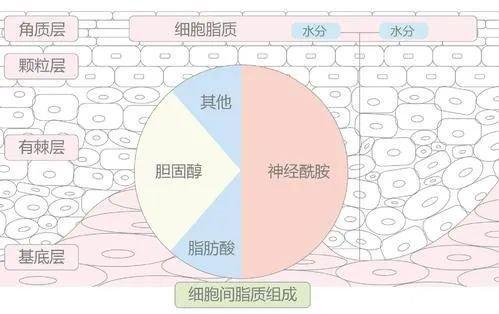 T区油V区干 混油皮秋冬如何护理？