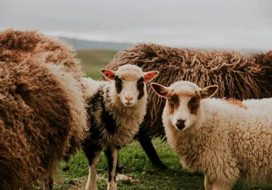 设得兰羊 图片来源:Shetlandwoolweek