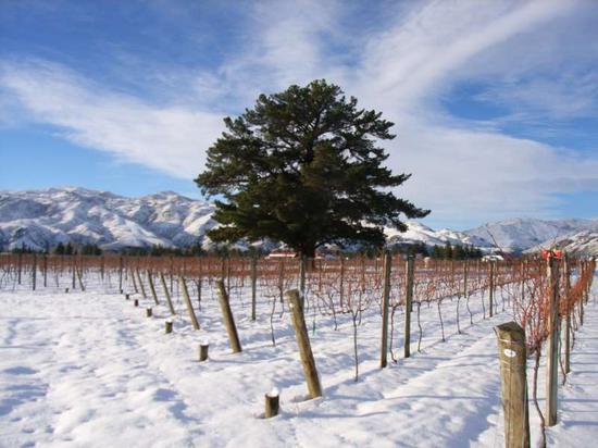 图片来源:New Zealand Wine
