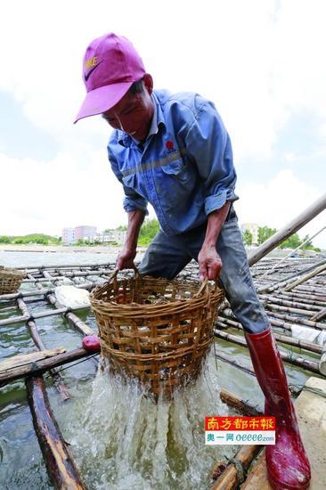 这个季节的生蚝个个头肥大、鲜嫩多肉。 C FP供图