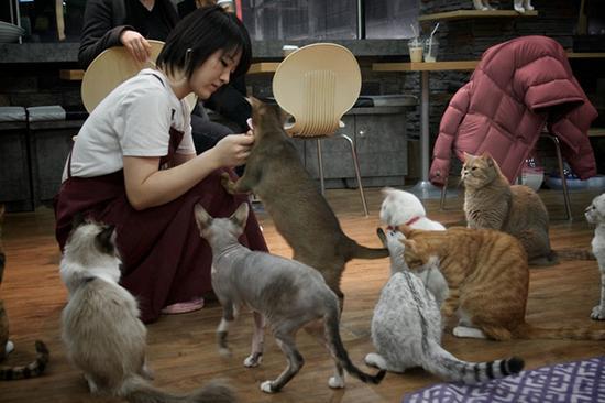 这是一家猫咪主题咖啡馆