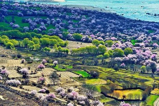 万亩梨花点缀在山坡上盛开在碉楼、藏寨间,绵延百余公里的金川河两岸,值得倾情于这“飘雪”的世界。