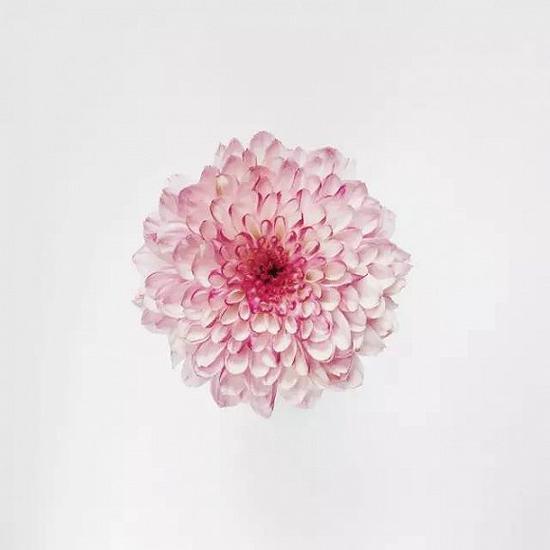 2016年花草类作品,Andrie Lancanan