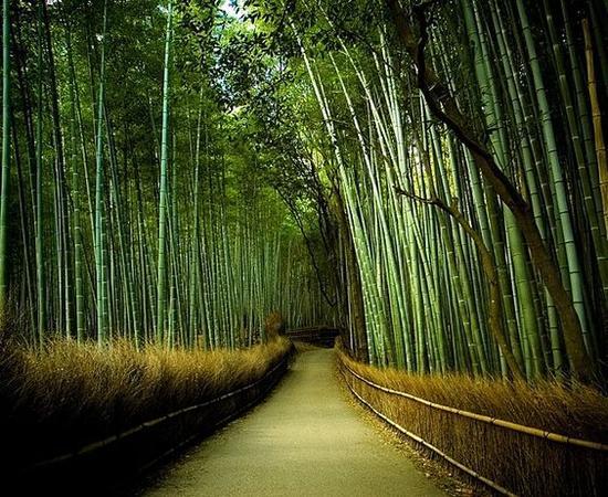 京都野宫神社 图片来源自blueverticalstudio.com
