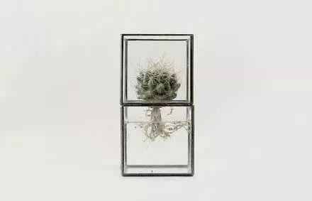 超美的水培仙人掌
