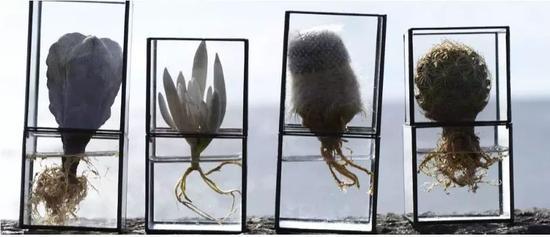 面向阳光,更具生命力