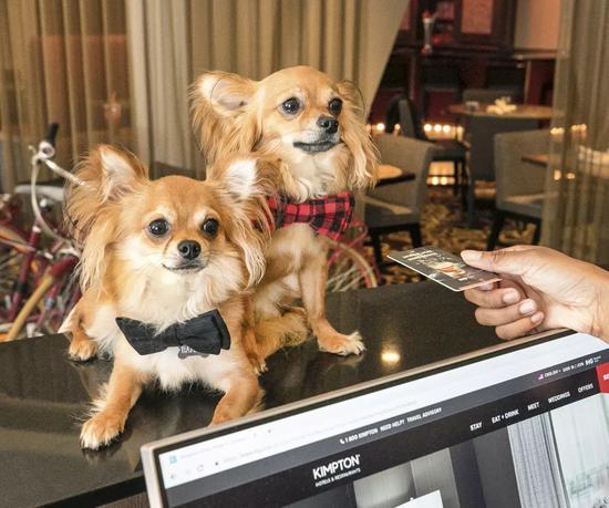 Kimpton Onyx Hotel Boston的Bandit&Bowser