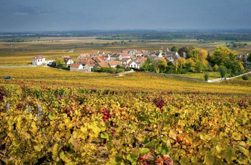 图片来源:www.bourgogne-wines.com