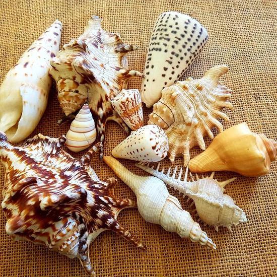 Trochus shell