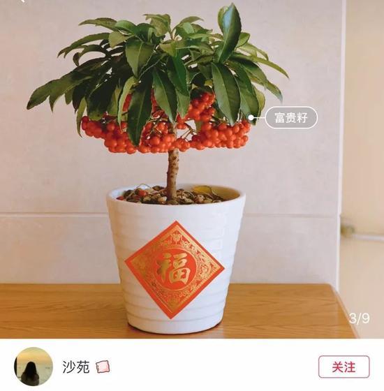 图片来自小红书