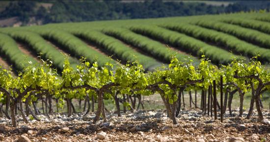图片来源:www.rhone-wines.com