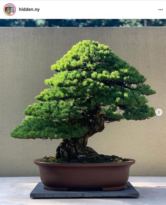 从LV提包,到Union AJ4未发售鞋款,再到侘寂盆栽,Hidden就好这口绿