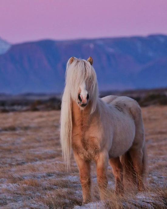 via mystery.horses