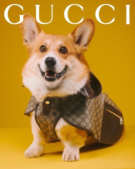 Gucci 推出全新宠物生活方式系列