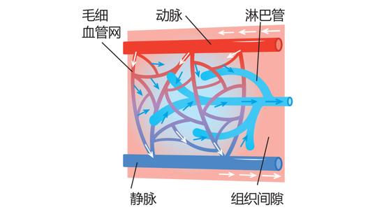 淋巴瑜伽消除腹部、腿部、面部的浮肿！