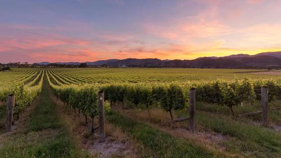 思菲酒庄葡萄园(图片来源:New Zealand Wine)