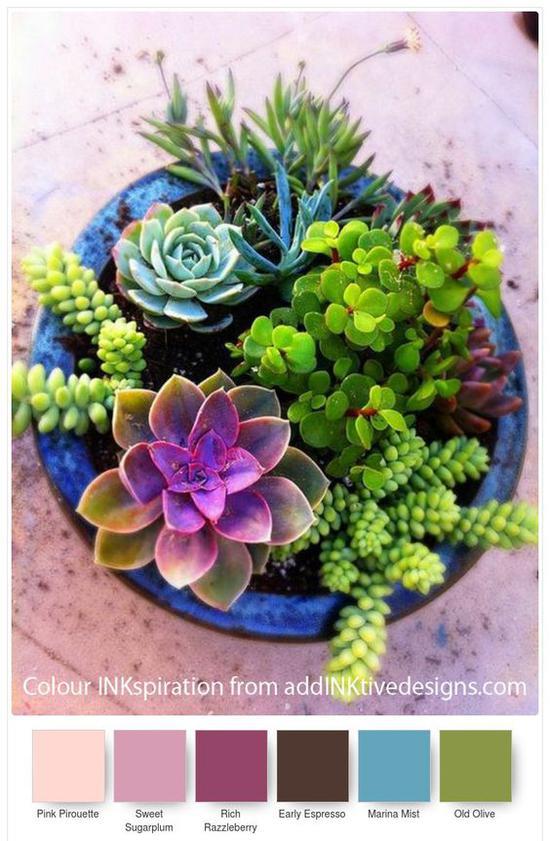 多肉植物 图片来源自Pinterest@Meena Bee