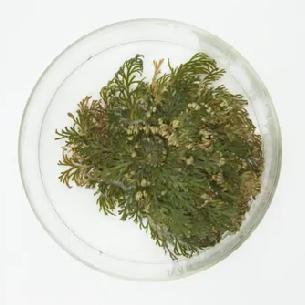 图源:官网(下同)