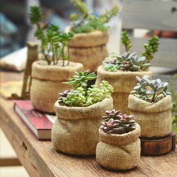 多肉植物 图片来源自Pinterest@Jeany Big